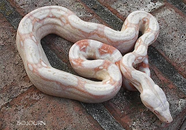 Jeremy Stone Albino