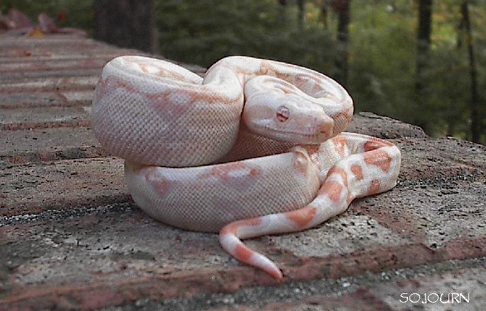 Jeremy Stone Albino