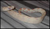 happy albino
