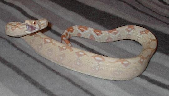 happy albino