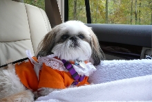Car Ride