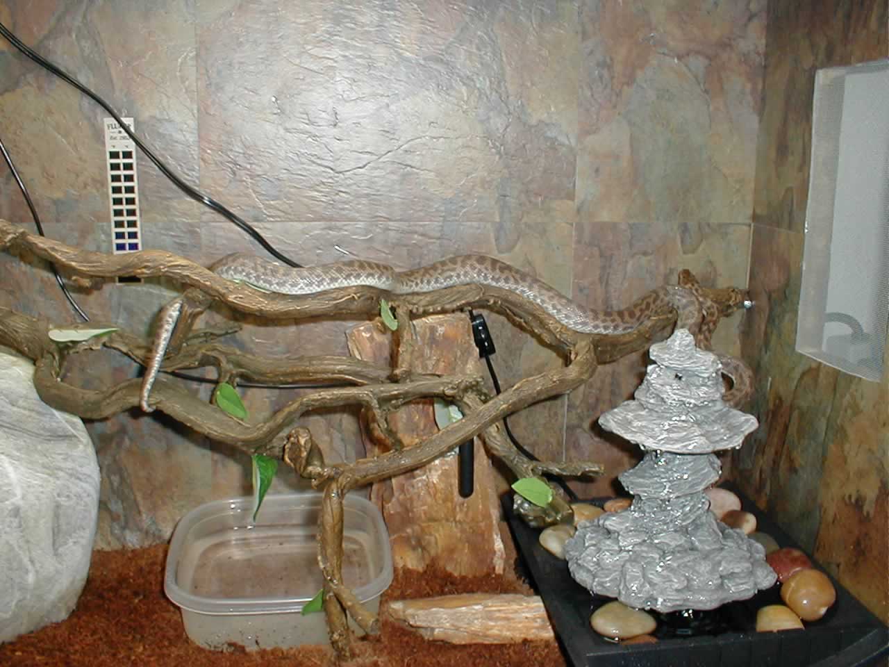 Loki My spotted Python