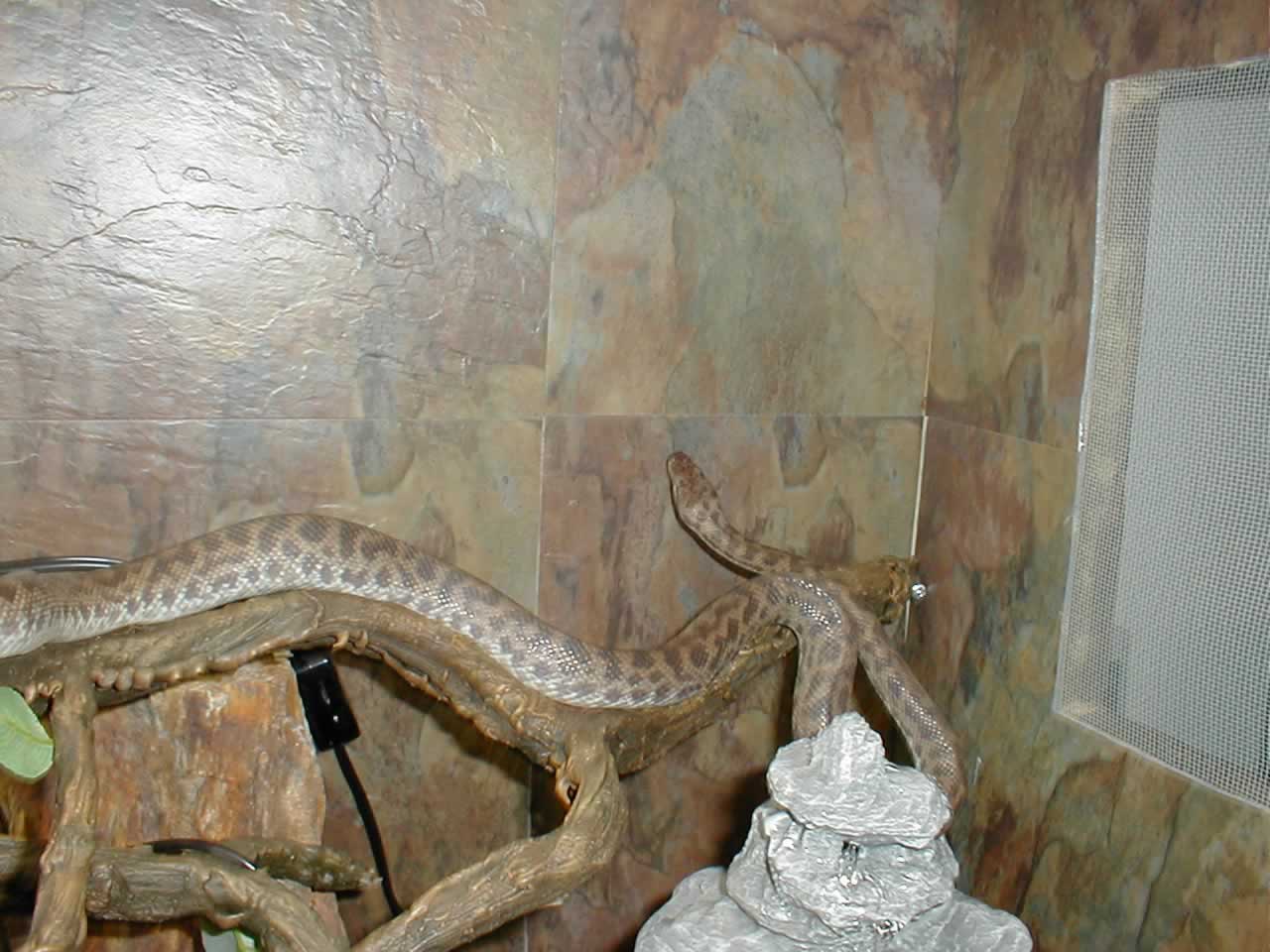 Another one of Loki