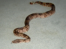 female guyana