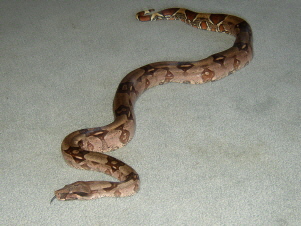 female guyana