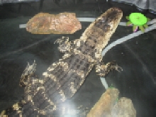 wally gator