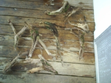 Driftwood Root Structure