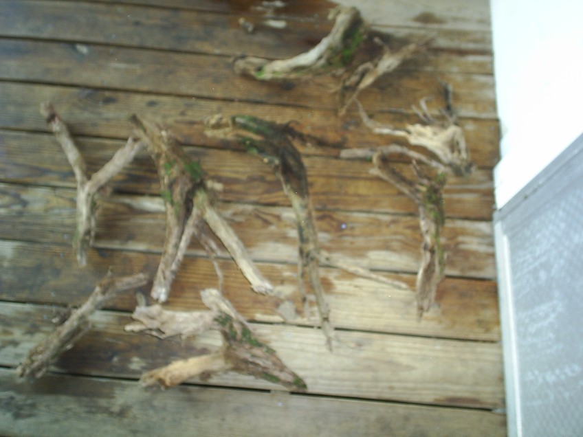Driftwood Root Structure