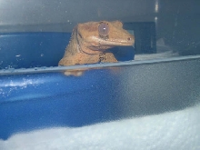 Gollum