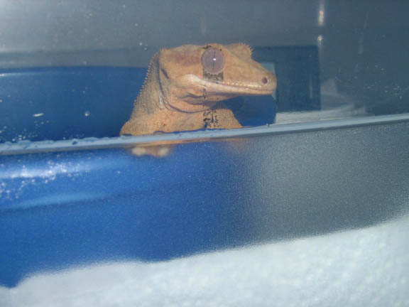 Gollum