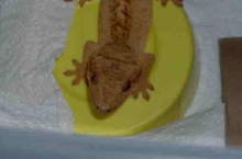 Gollum