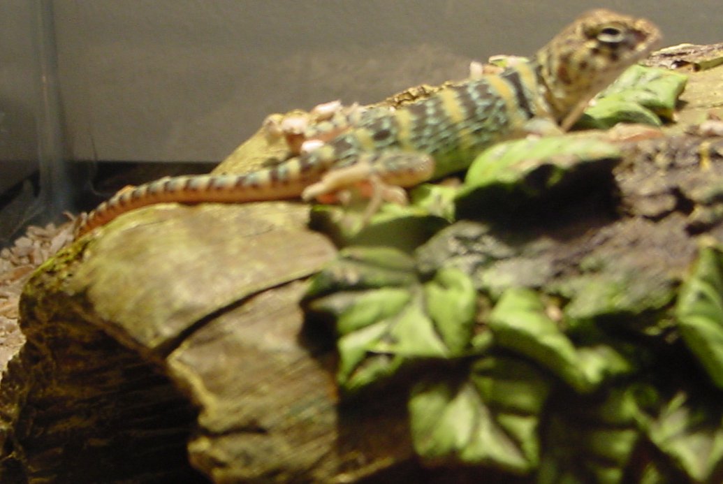 Joe on log