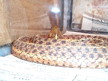 eastern garter snake