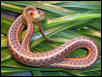 eastern garter pic #2