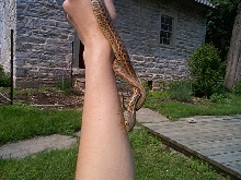 eastern garter photo