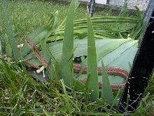 Wild-caught eastern
