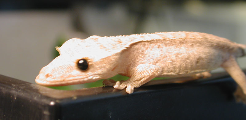 Crested with Black eye