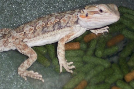 Cameron's Dragon
