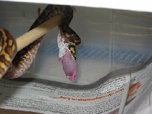 New Guinea Carpet Python
