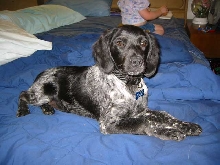 Epagneul Breton Puppy