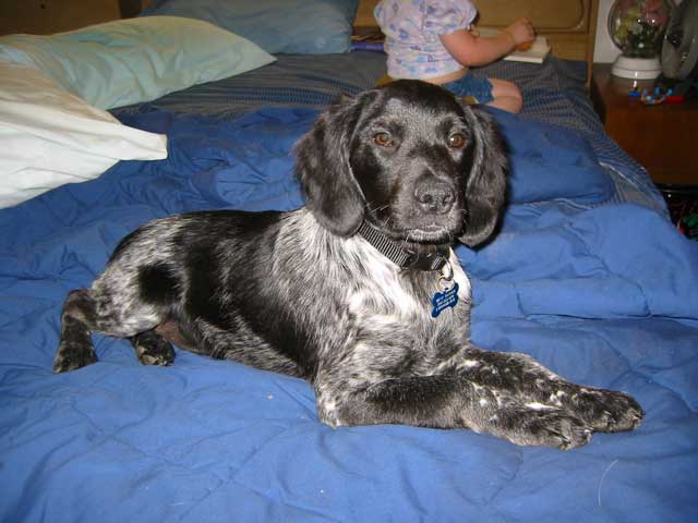 Epagneul Breton Puppy