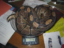 Big Ball