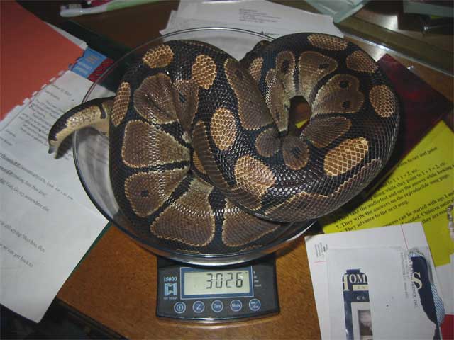 Big Ball