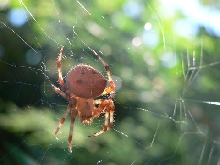 Trying to ID this spider