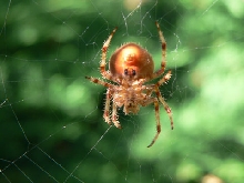 ID help