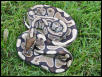Ball Python