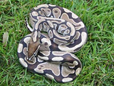 Ball Python