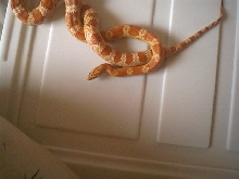 My Albino