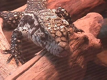 tegu on log 1
