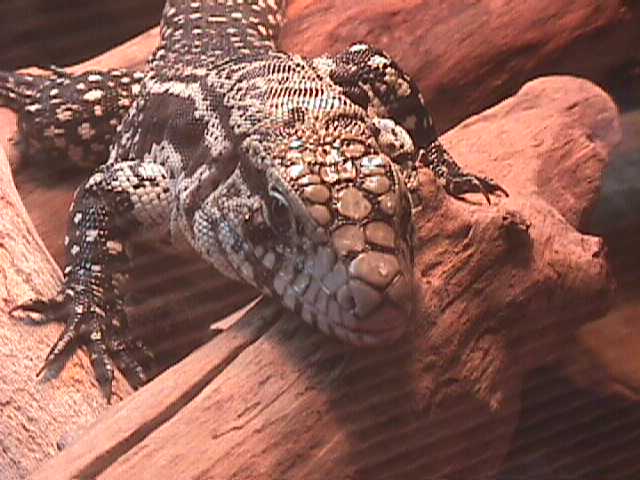 tegu on log 1