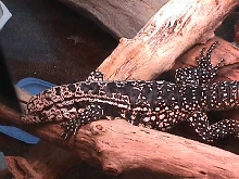 tegu on log 2
