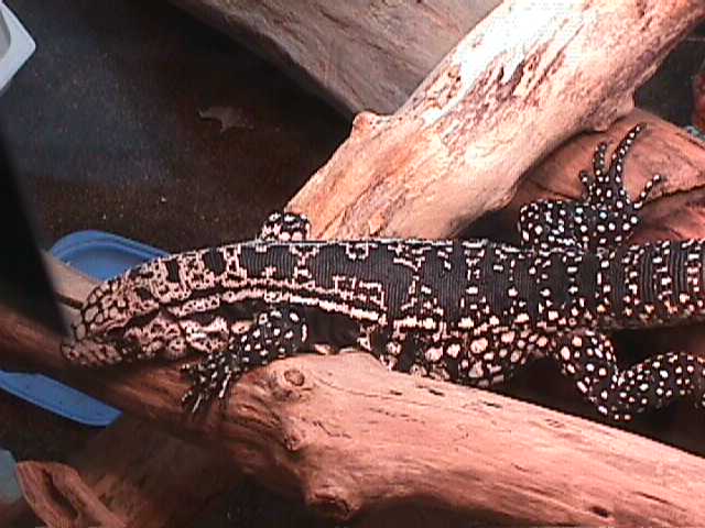 tegu on log 2