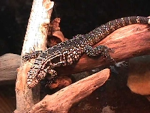 tegu on log3