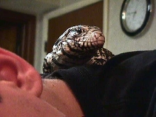 tegu on shoulder