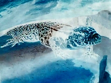 cool tegu-crazy photgraphy