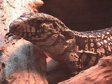 tegu nose up