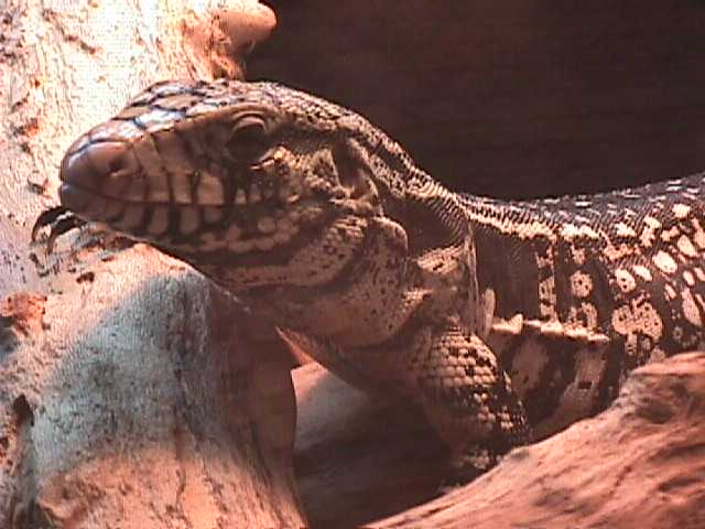 tegu nose up
