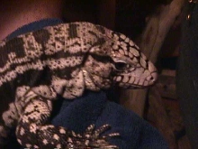tegu