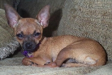 Ginger at 10 months old