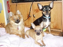 The clan