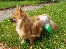 Kylie one week after surgery