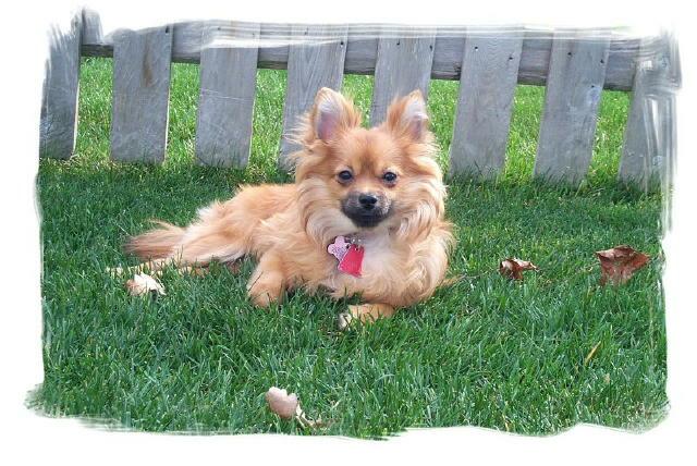 Kylie relaxing in the grass