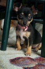 Smaller pic of Tequila