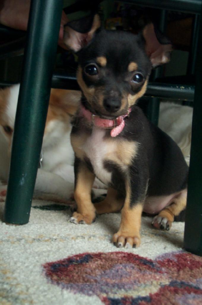 Smaller pic of Tequila