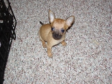 8 week old Ginger