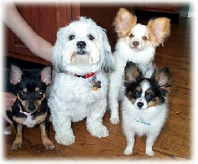 Our Dogs